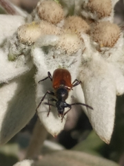 Pseudovadonia livida