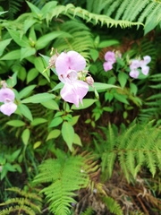 Impatiens glandulifera