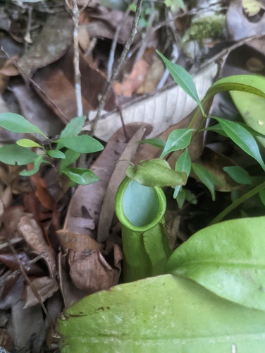 Nepenthes hirsuta