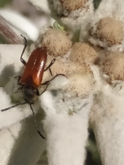 Pseudovadonia livida