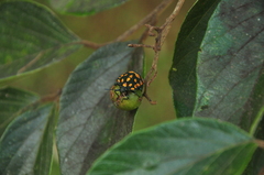 Pachycoris torridus