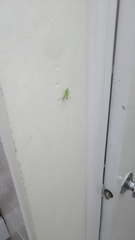 Meconema thalassinum