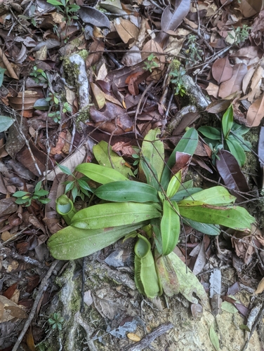 Nepenthes hirsuta