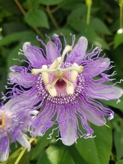 Passiflora incarnata