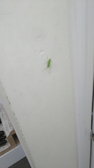 Meconema thalassinum