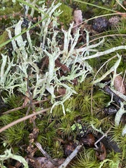 Cladonia scabriuscula