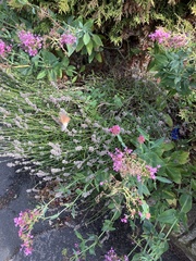 Macroglossum stellatarum