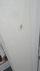 Meconema thalassinum