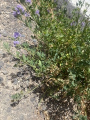 Medicago sativa