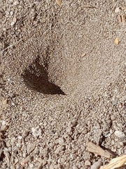 Myrmeleon formicarius