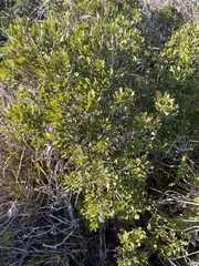 Morella quercifolia