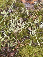 Cladonia scabriuscula