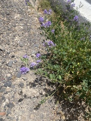Medicago sativa