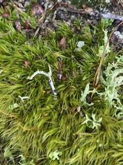 Cladonia scabriuscula