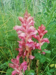 Orobanche caryophyllacea