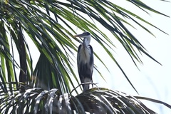 Ardea cocoi