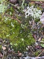 Cladonia scabriuscula