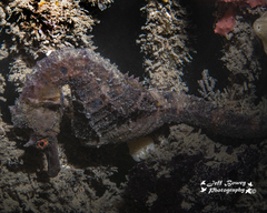 Hippocampus abdominalis