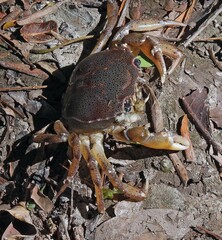 Zilchiopsis collastinensis