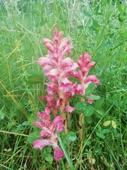 Orobanche caryophyllacea