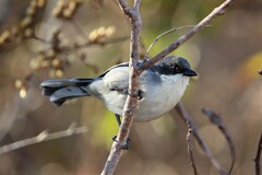 Microspingus cinereus