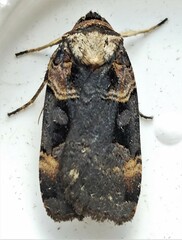 Pseudohermonassa bicarnea