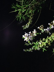 Buddleja alternifolia