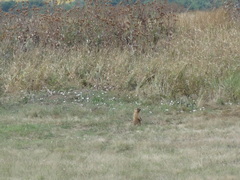 Marmota bobak