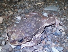 Peltophryne peltocephala