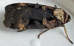 Pseudohermonassa bicarnea