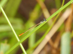 Agriocnemis exilis