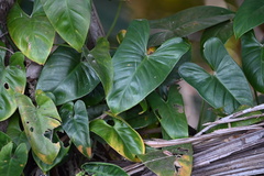 Philodendron
