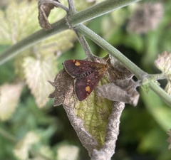Pyrausta aurata