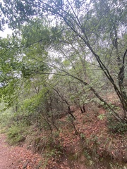 Acer monspessulanum