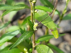 Persicaria hydropiper