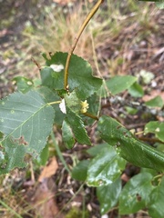 Blaesodiplosis