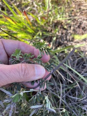 Indigofera praetermissa