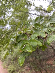 Acer monspessulanum