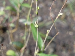 Persicaria hydropiper