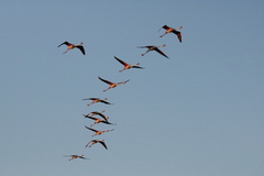Phoenicopterus roseus