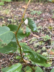 Blaesodiplosis