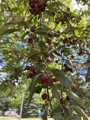 Plantae