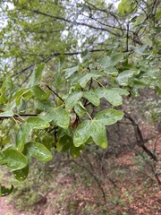 Acer monspessulanum