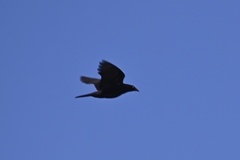 Molothrus oryzivorus