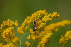 Megacyllene robiniae