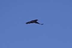 Molothrus oryzivorus