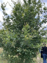 Quercus robur