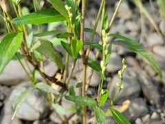 Persicaria hydropiper