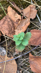 Hylotelephium telephium