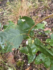 Blaesodiplosis